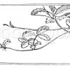 Erdbeere: Mutterpflanze mit Ausläufern Zeichnung/Illustration