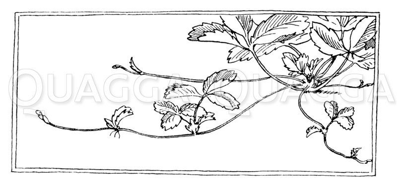 Erdbeere: Mutterpflanze mit Ausläufern Zeichnung/Illustration