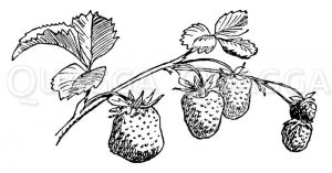 Erdbeere Zeichnung/Illustration