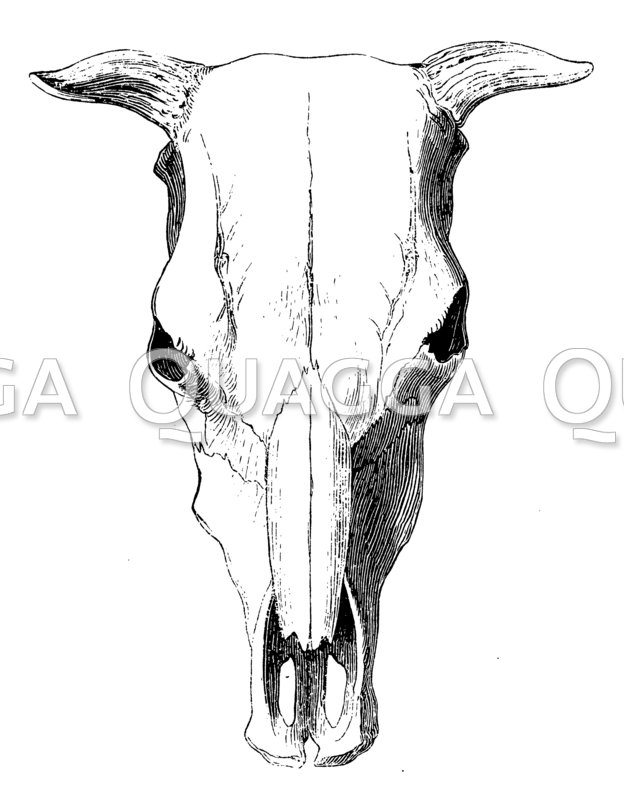 Schädel einer Oldenburger Kuh