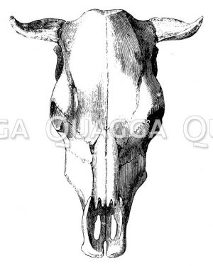 Schädel einer Uri-Kuh
