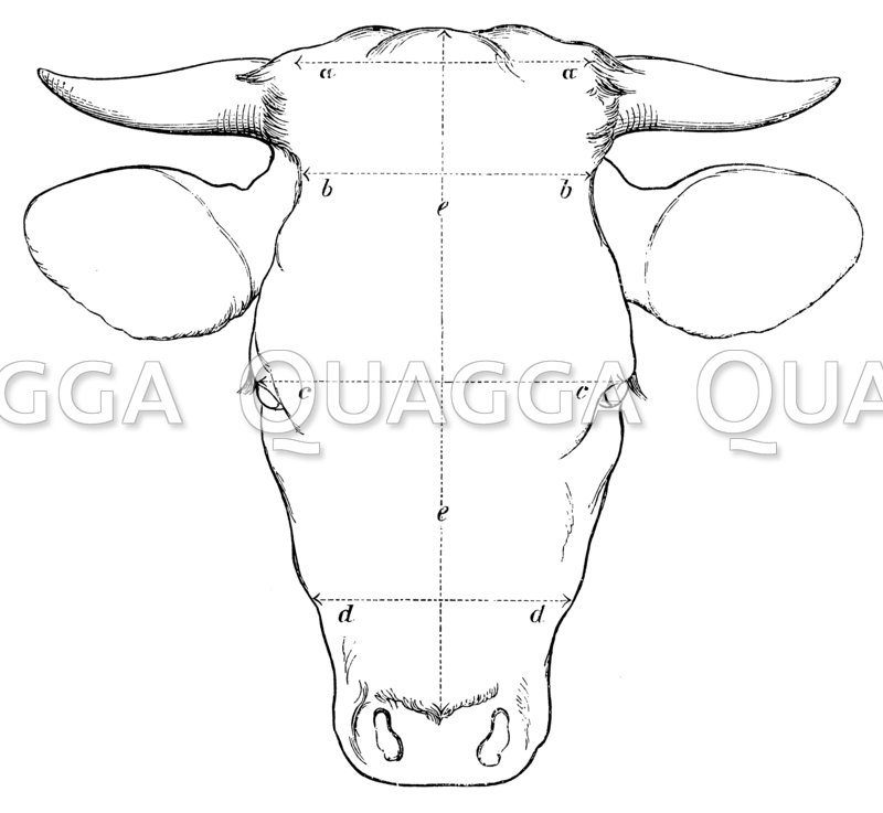 Kopf einer Kuh mit eingezeichneten Vermessungslinien