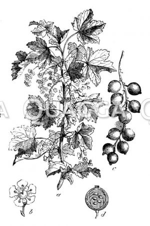 Johannisbeere