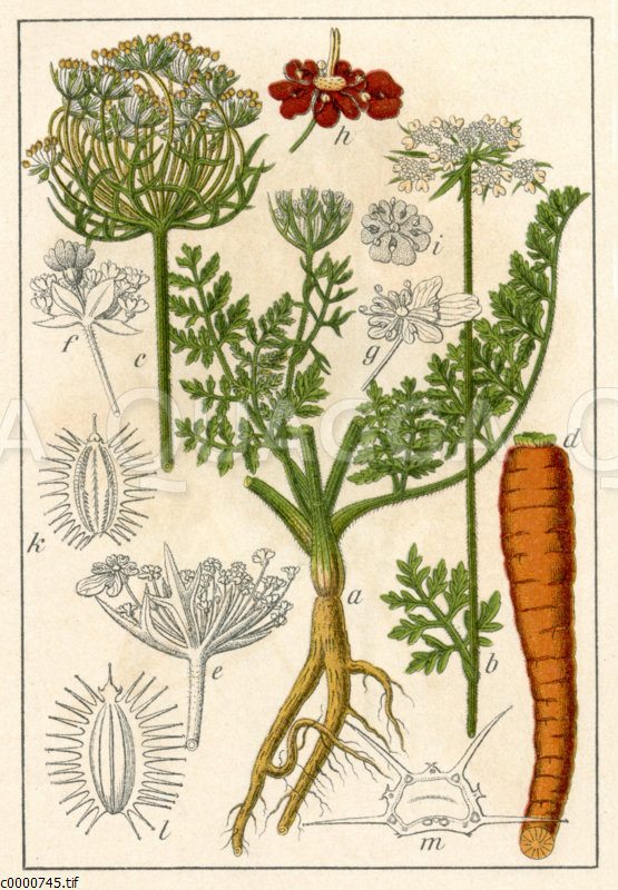 Echte Möhre, Karotte Quagga Illustrations