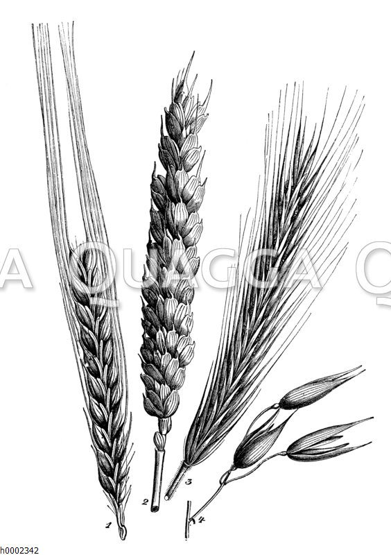 Getreidegräser: 1. Zweizeilige Gerste
