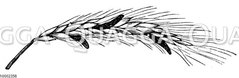 Mutterkorn