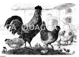 Haushuhn: Hühner