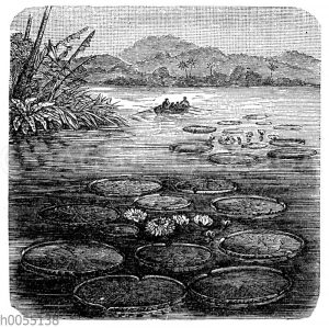 Victoria regia [Digital]