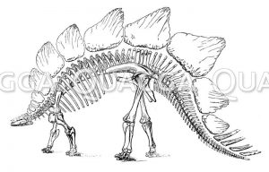 Stegosaurus rostratus