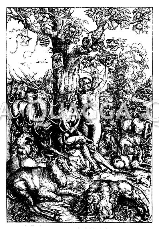 Adam und Eva nach Lucas Cranach d.Ä. Quagga Illustrations