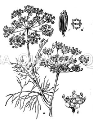 Fenchel