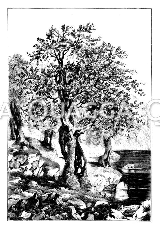 Olivenbaum -