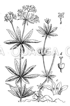 Waldmeister