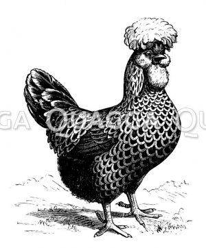 Haushuhn
