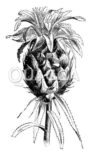 Ananas