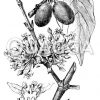 Gelbblühender Hornstrauch oder Kornelkirsche. 1: Blühender Zweig