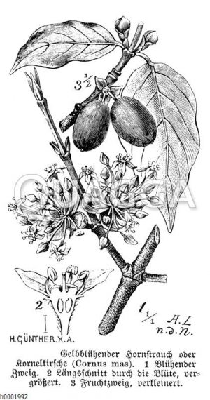 Gelbblühender Hornstrauch oder Kornelkirsche. 1: Blühender Zweig