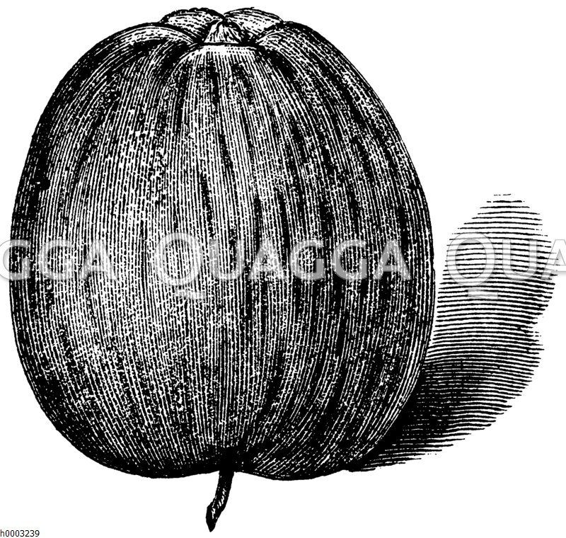 Apfel Sorte Prinzenapfel Auch Rotgestreifter Klapperapfel apfel-sorte-prinzenapfel-auch-rotgestreifter-klapperapfel