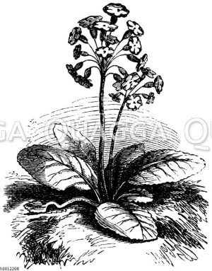 Schlüsselblume