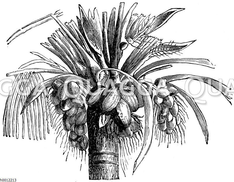 Kokospalme: Krone