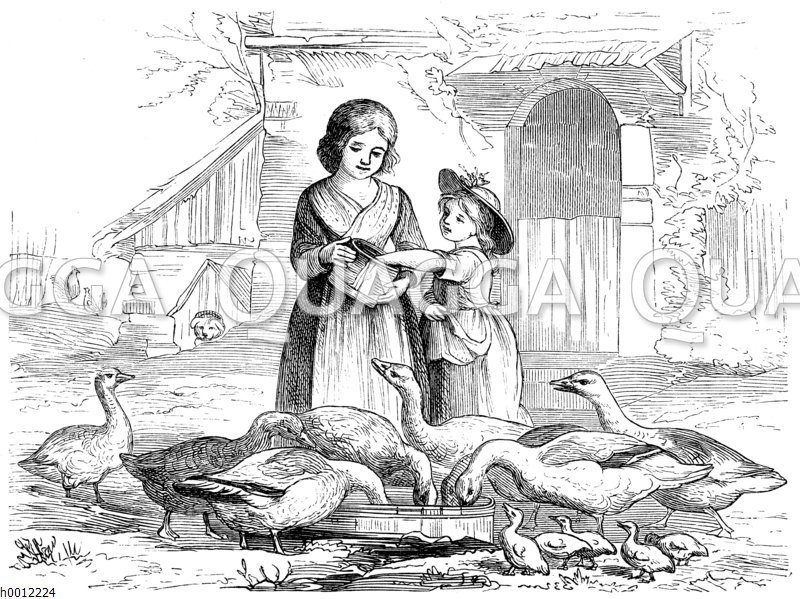 Kinder füttern Gänse