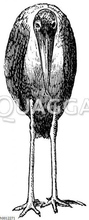 Marabu