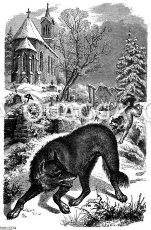 Wolf wird von Hund verjagt
