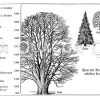 Höchstalter einiger Bäume