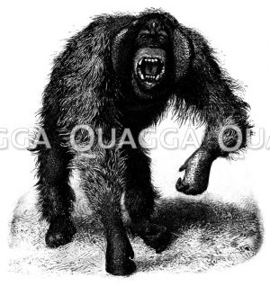 Orang-Utan