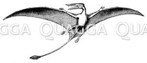Rhamporhynchus phyllurus: Restauration