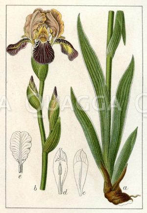 Holunder-Schwertlilie