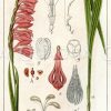 Dichtblütiger Gladiolus