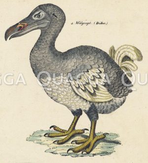 Dodo, Walgvogel, Didus [Digital]