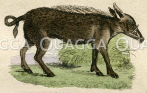 Wildschwein [Digital]