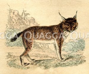 Luchs