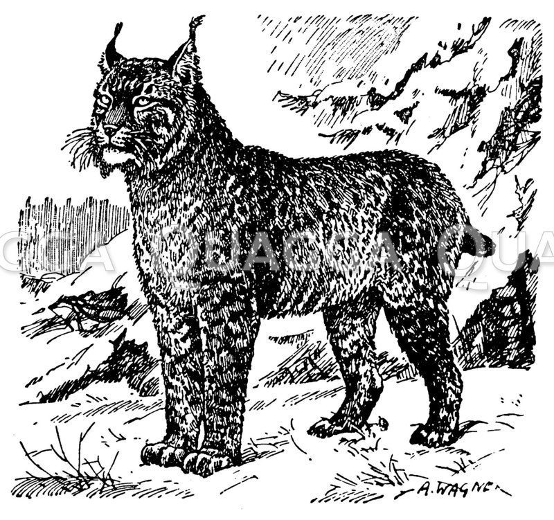Luchs [Digital]