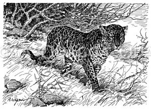 Leopard [Digital]
