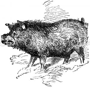 Wildschwein