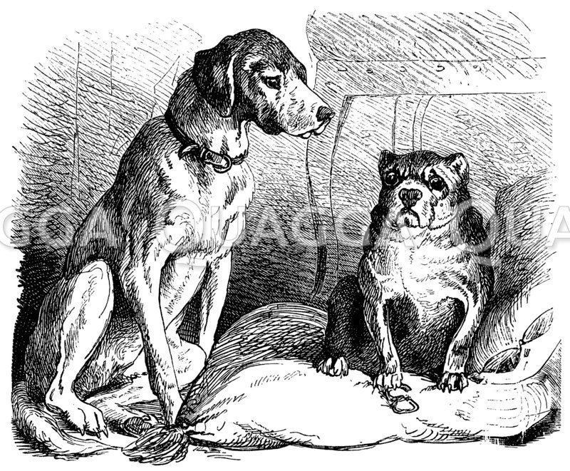 Jagdhund und Mops [Digital]