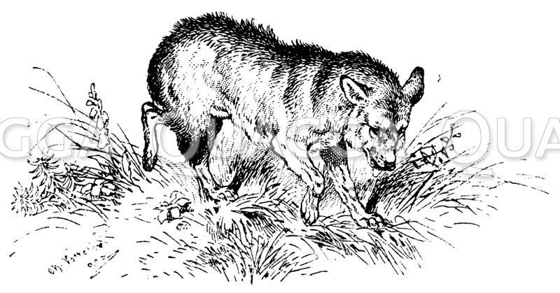 Wolf