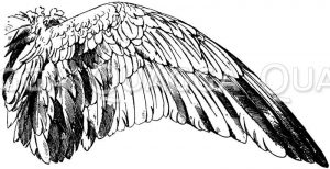 Flügel einer Wildgans