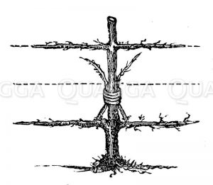 Spalierpfirsichbaum