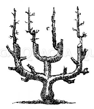 Älterer Spalier-Birnbaum in doppelter U-Form