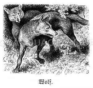 Wolf