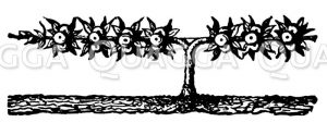 Apfelfranzbaum