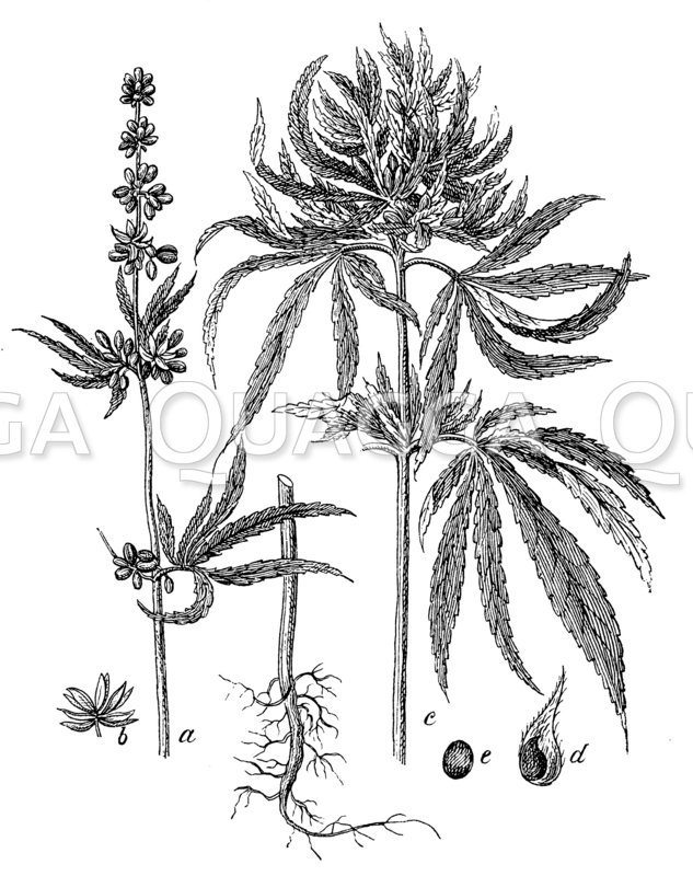 Hanf Bildkategorie Quagga Illustrations Bilddatenbank