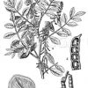 Indigopflanze