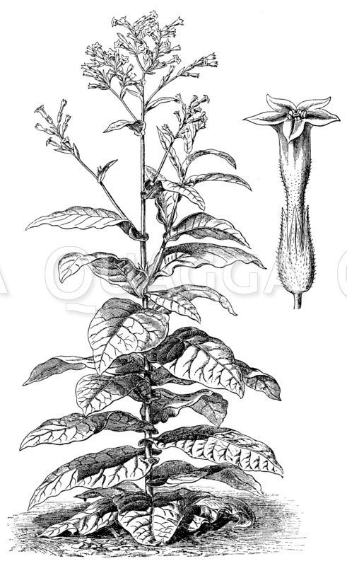 Tabakspflanze