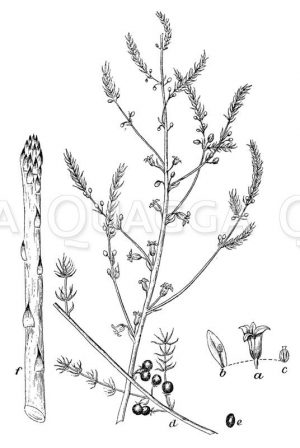Spargel