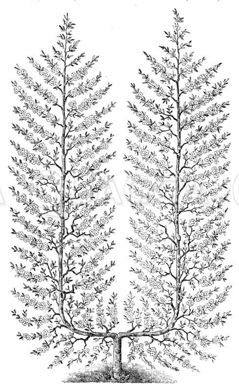 Pfirsichspalierbaum, Palmette